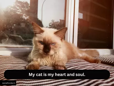 Cat Love Captions for Instagram